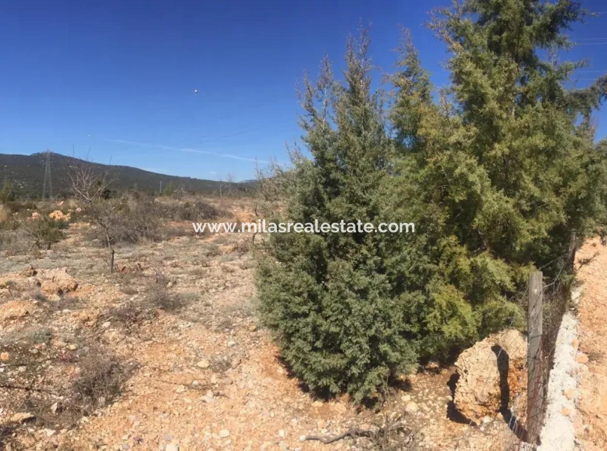 Der 200000M2 Mandelgarten Steht Im Zentrum Von Mugla Zum Verkauf.