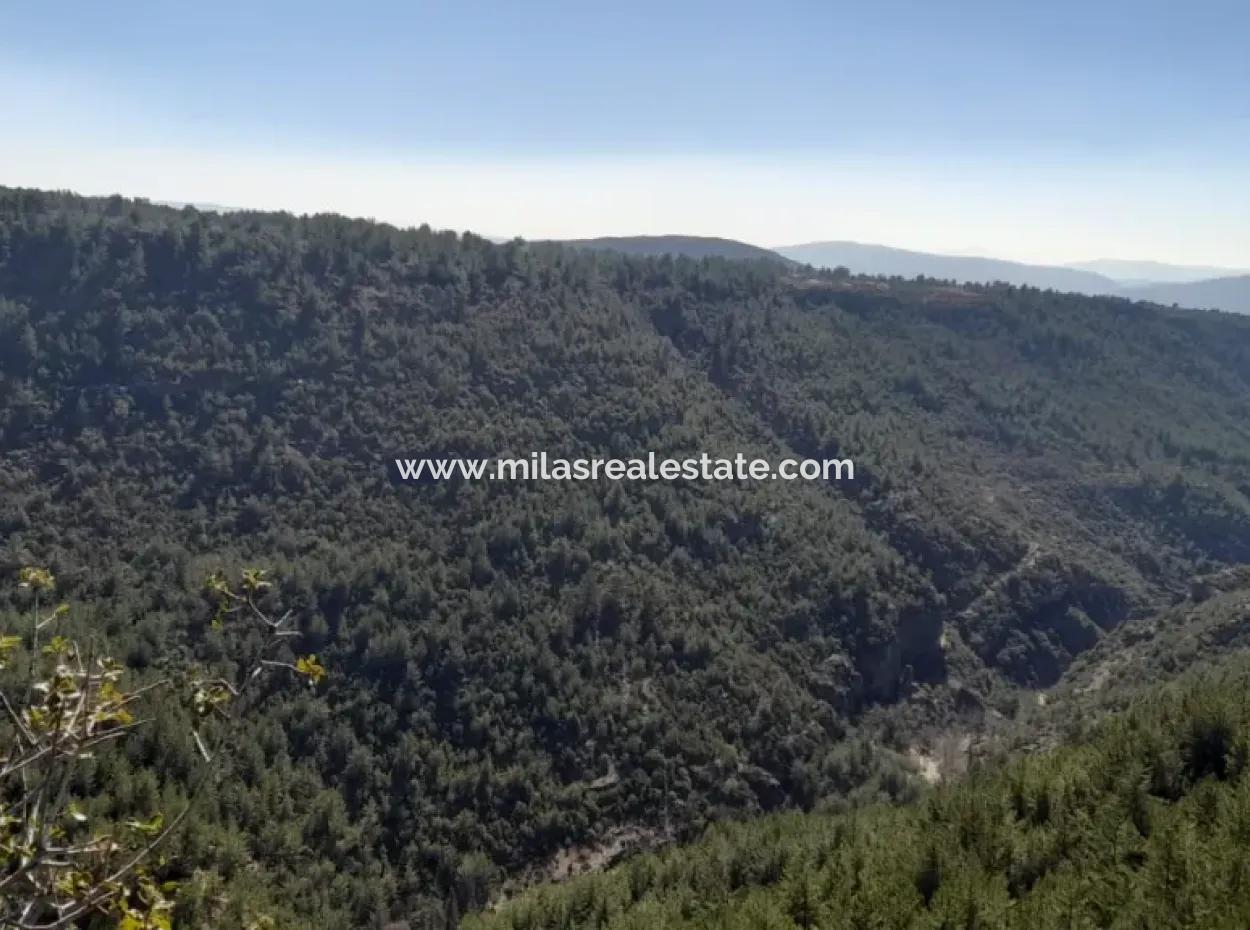Der 200000M2 Mandelgarten Steht Im Zentrum Von Mugla Zum Verkauf.