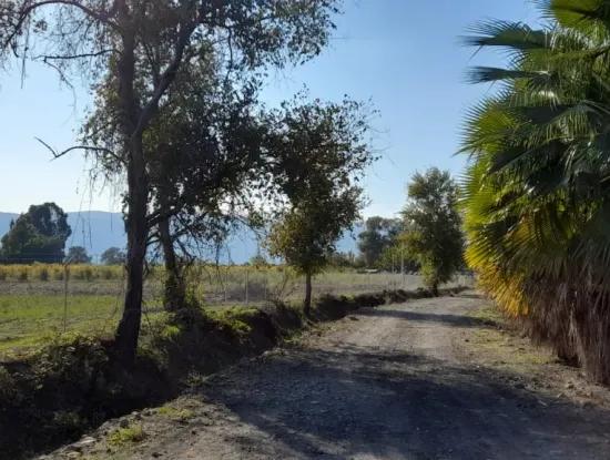 32000M2 Acker-Avocados, Gewächshausbau, Landwirtschaftliche Betriebe, Geeignet Für Viehland In Köyce-Inz Dösü-Belen