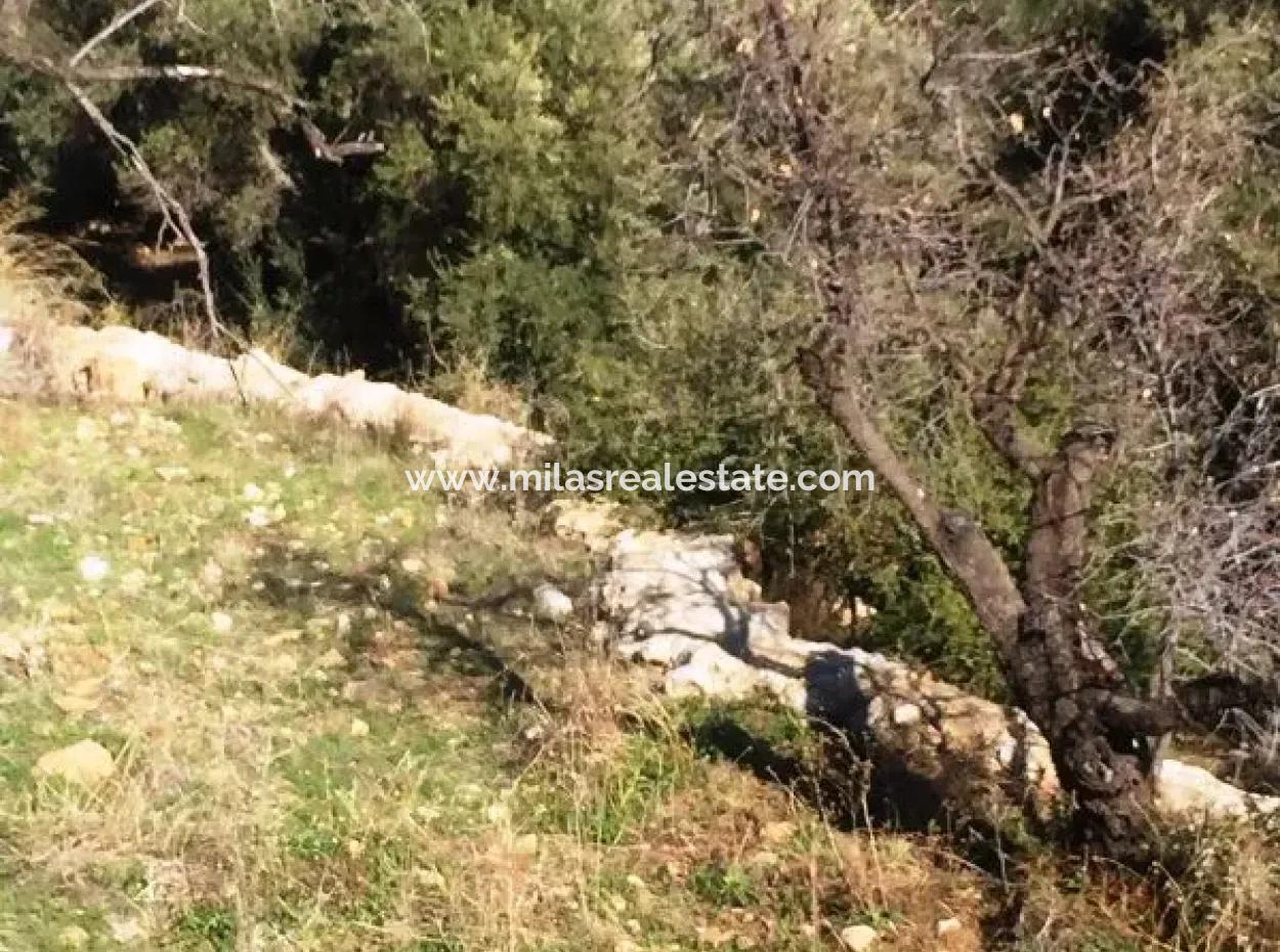 Land For Sale With Sea View With 52000M2 Parcel In Mugla Province Datca District Masoudye Neighborhood