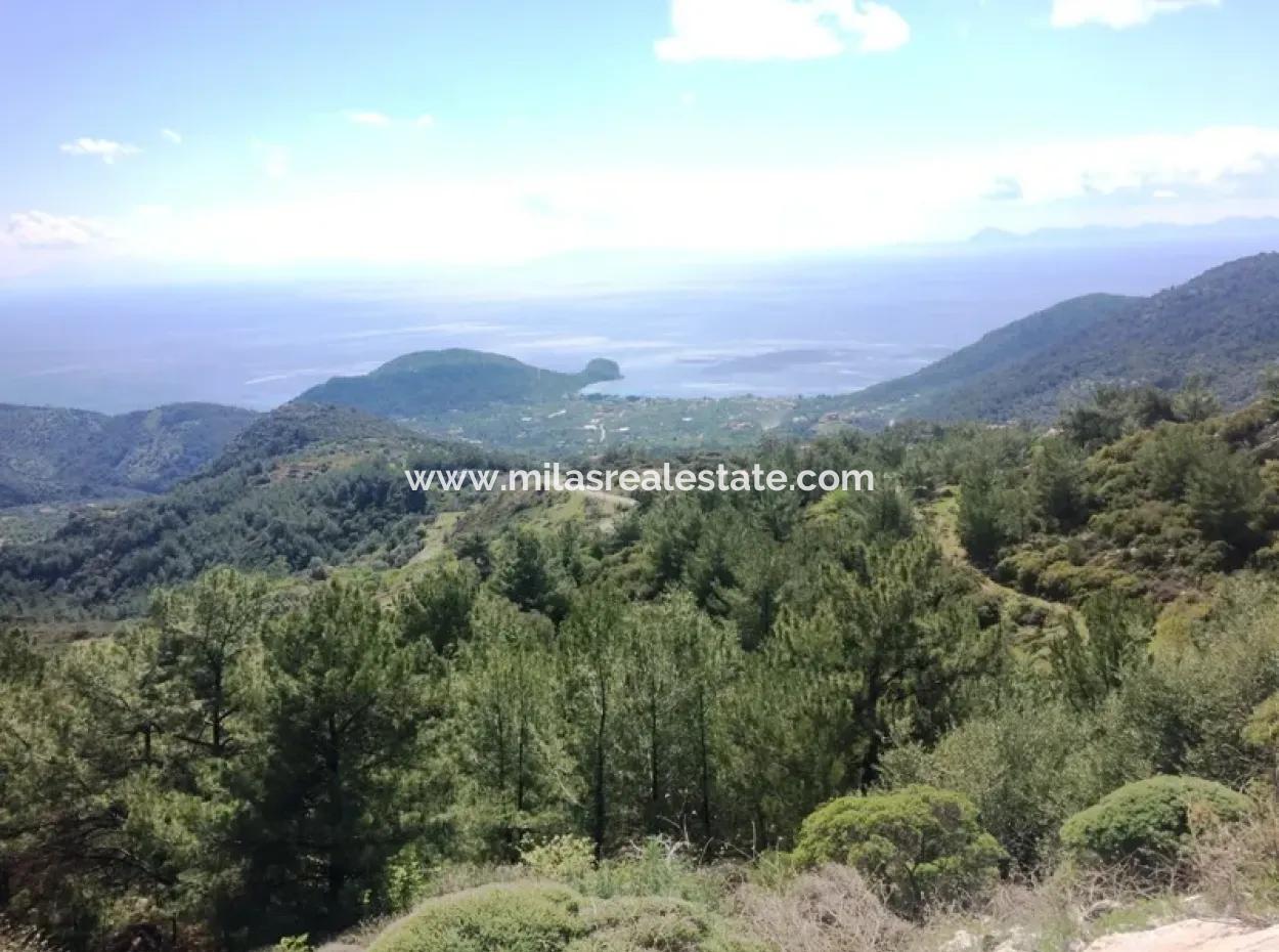 Land For Sale With Sea View With 52000M2 Parcel In Mugla Province Datca District Masoudye Neighborhood