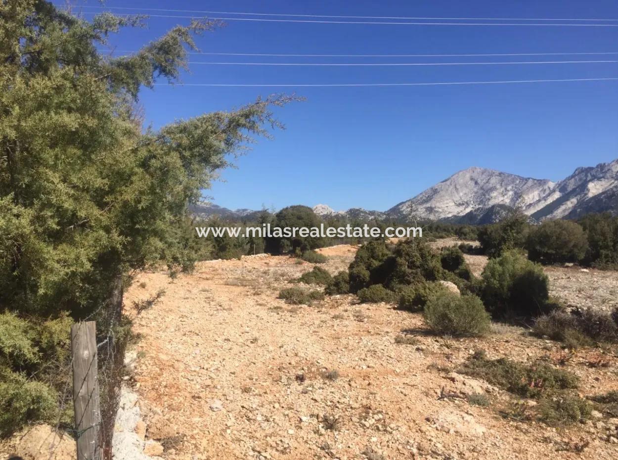 The 200000M2 Almond Garden Is For Sale In The Center Of Mugla.