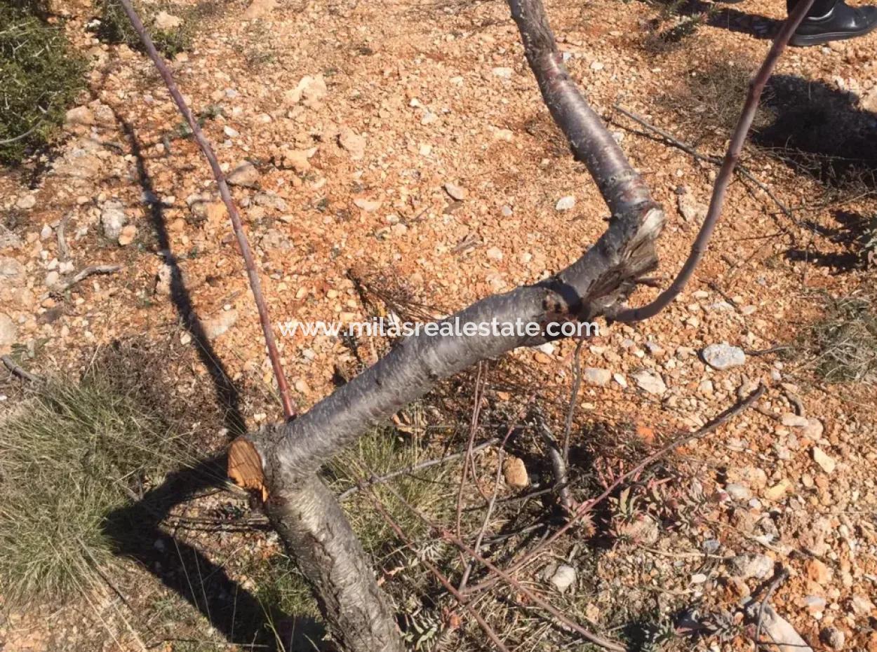 The 200000M2 Almond Garden Is For Sale In The Center Of Mugla.