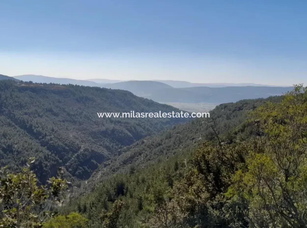 The 200000M2 Almond Garden Is For Sale In The Center Of Mugla.