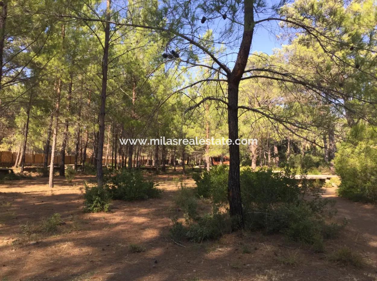 Land For Sale Suitable For Bungalow Hotel In 7500M2 Plot In Bördübet Bay