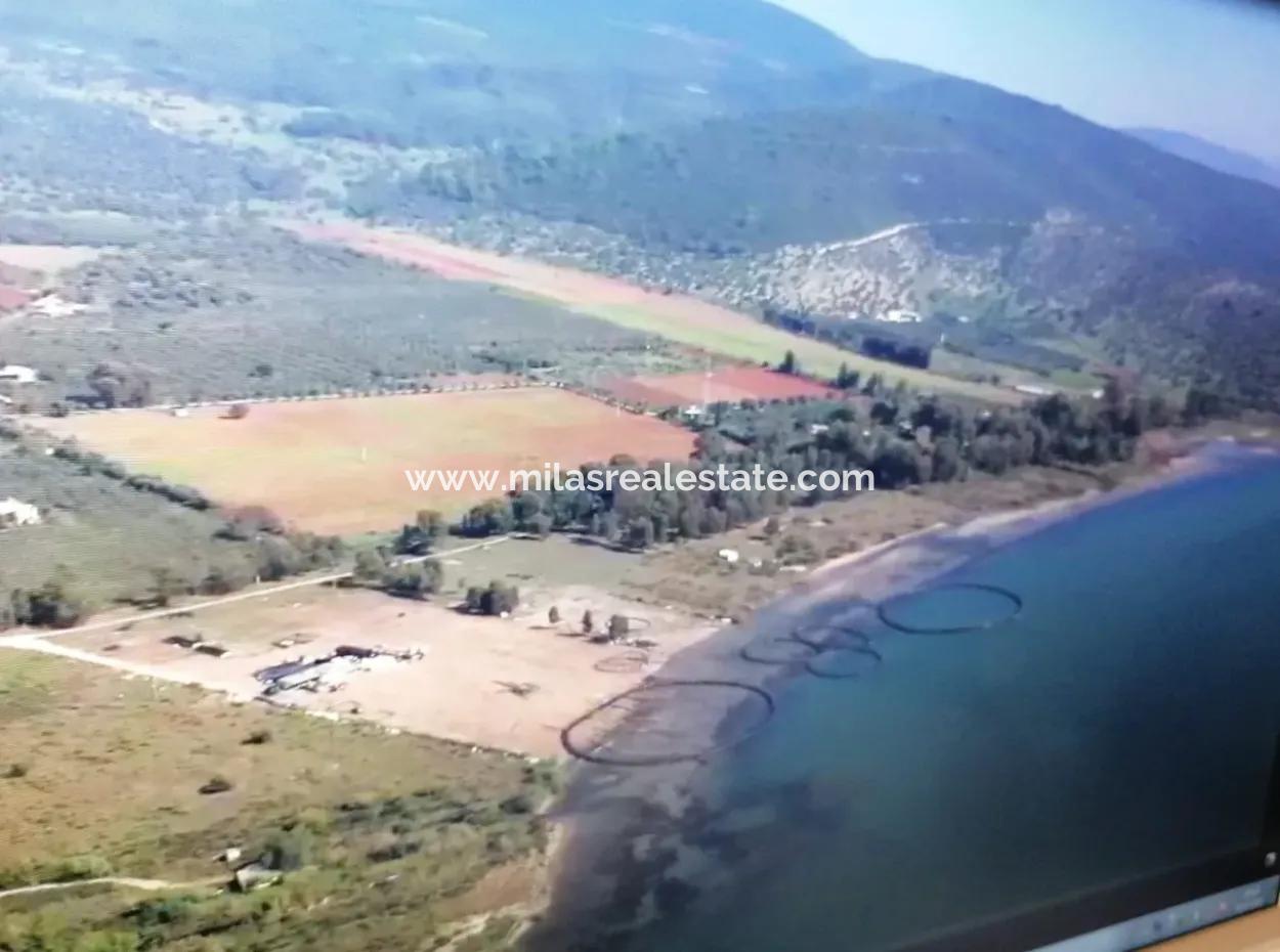 Milas Kıyıkışlacık Mevkisinde Denize Sıfır 712000M2 Turizm Ve Konut İmarlı Büyük Projelere Uygun Satılık Arsa