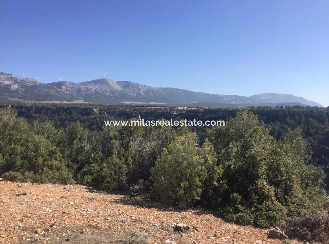 Muğla Merkezinde 200000M2 Badem Bahçesi Satılıktır.